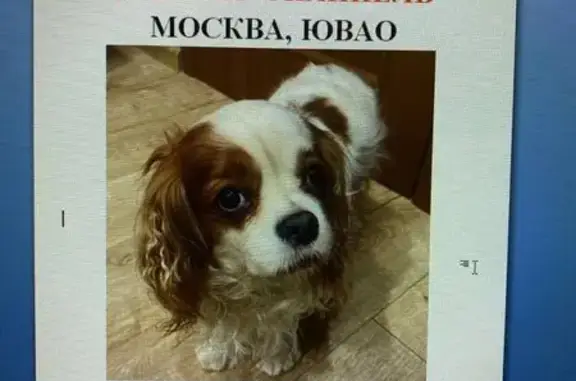 Найдена собака, Москва, фото: Найдена собака, женский пол, Люблинская улица, 153, Москва