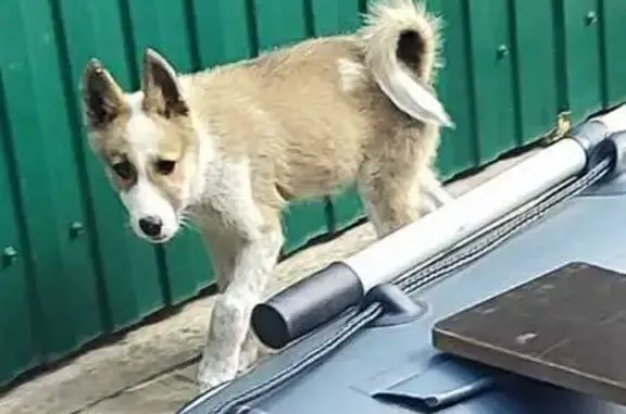 Пропал собака, Краснолучское сельское поселение, Семикаракорск - рыже-белый окрас - photo