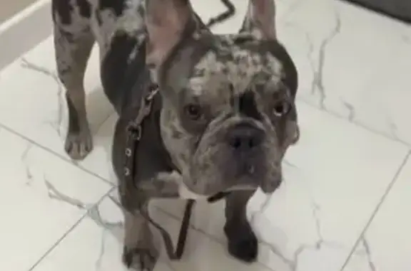 Найдена собака, Нальчик, фото: Найден собака, район Солнечный, Нальчик - французский бульдог, мальчик