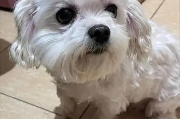 Найдена собака, Москва, фото: Найдена собака, Туристская улица, Москва - белый окрас