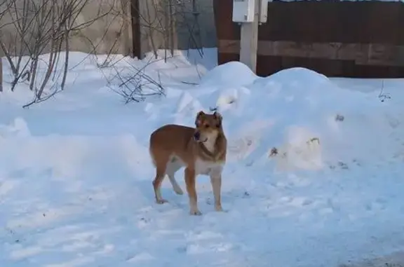 Найденные животные Казань, фото: Найдена собака, Кызыл Армейская улица, 4, Казань - рыжая спина, купированные уши