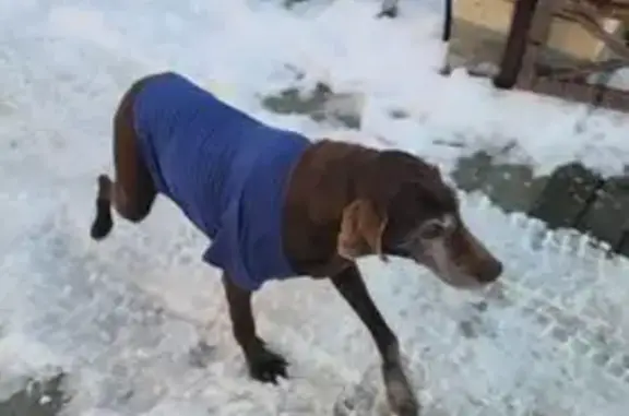 Найденные животные Ленина, фото: Найдена собака, улица Дружбы Народов, 3, хутор Ленина - похожа на породу Курцхаар