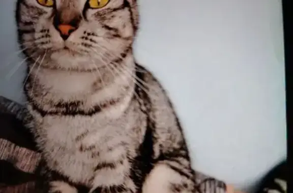 Найдена кошка, Сочи, фото: Найдена кошка, улица Чкалова, 65Б, Сочи