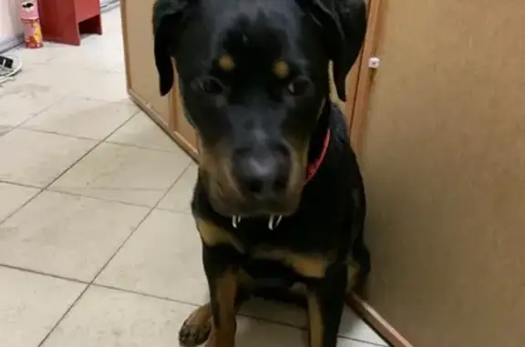 Найдена собака, Санкт-Петербург, фото: Найден щенок ротвейлера, Муринский тоннель, Санкт-Петербург - красный ошейник, активная