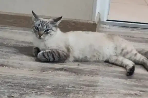 Пропал кот, Тёплый Колодезь, Белгородская область - photo