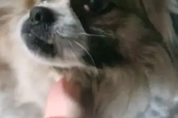 Найденные животные Усть-Лабинск, фото: Найдена собака, улица Третьякова, 47, Усть-Лабинск - беленький с желтеньким добрый мальчишка