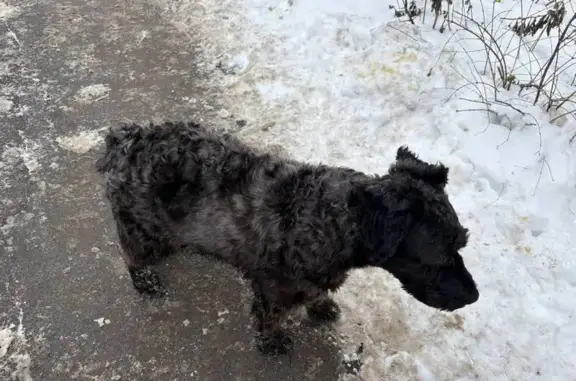 Найденные животные Ростов-на-Дону, фото: Найдена собака, проспект Стачки, Ростов-на-Дону - чёрная, кучерявая шерсть