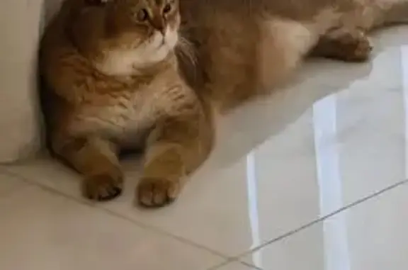 Пропала кошка, улица Верности, 20, Белореченск - photo