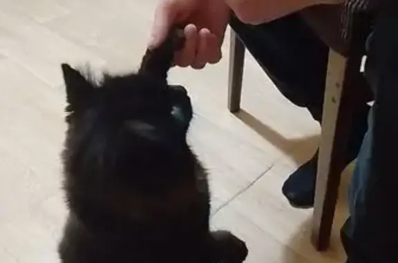 Пропал кот, Покровская улица, 26, Павловск - тёмно-шоколадный окрас и GPS-трекер - photo