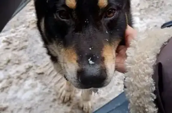 Найдена собака, Тула, фото: Найден собака, мужской, улица Болотова, 61, Тула - тёмно-коричневый ошейник