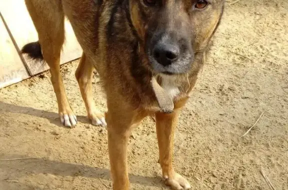 Пропала собака, Мещерино, Московская область - женская, немного упитаннее, чем на фото - photo