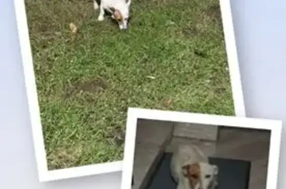 Пропал собака, мужской, Грушевая улица, 38, Ейск - белый с коричневым пятном на правом глазу - photo