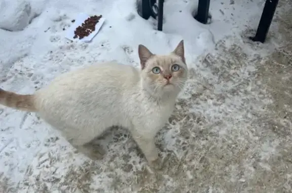 Найдена кошка, Липецк, фото: Найден кот, Краснознамённая улица, 10, Липецк - упитанный и ласковый