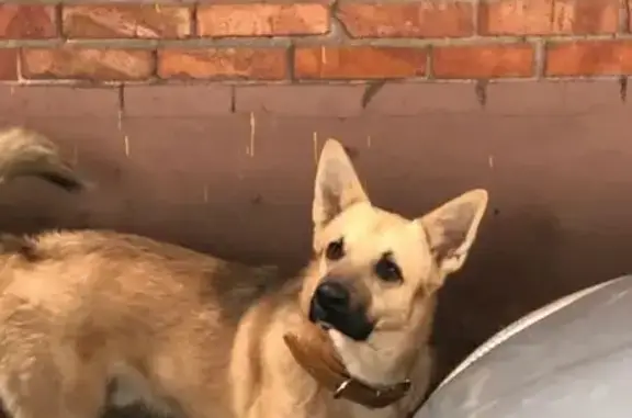 Пропал собака, мужской, 38-я линия, 73, Ростов-на-Дону - photo