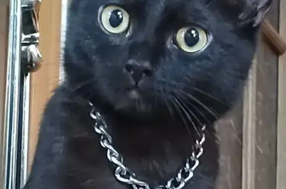 Кошки потеряшки, Поворино, фото: Потеряшка кот, Пионерская улица, Поворино - чёрный с цепочкой на шее
