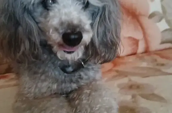 Объявления о пропавших и найденных животных, Кострома, фото: Найден собака мужской, проспект Текстильщиков, 44, Кострома - серый пудель маленький