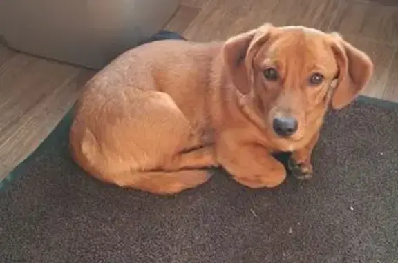 Найдена собака, Калининград, фото: Найден собака, Советский проспект, 218, Калининград - домашний, без ошейника