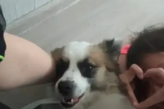 Пропал собака, 65К-4103180, Нижний Тагил - черный ошейник, бежал по трассе - photo