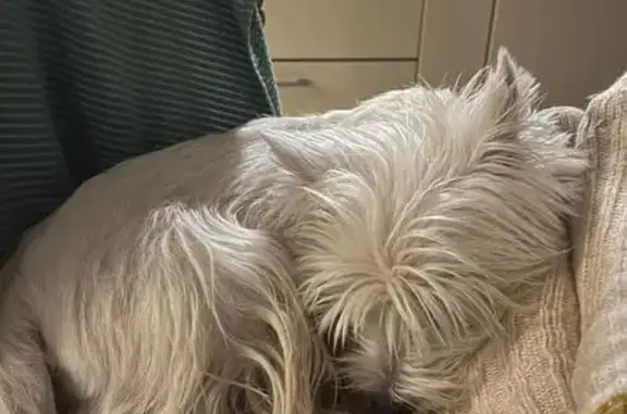 Пропал собака, Взлётная улица, 34, Красноярск - порода Вестхайленд Вайт терьер - photo