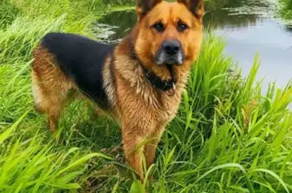 Собаки потеряшки, Турдеевск, фото: Потеряшка собака, Средняя Гора, Архангельская область - чепрачный окрас, седая морда