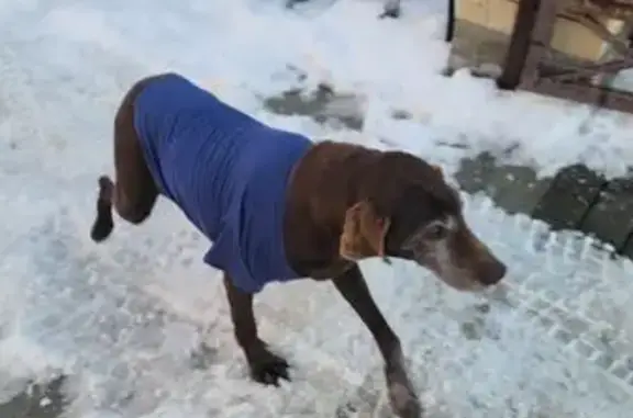 Найдена собака, женский пол, хутор Ленина, Краснодарский край - photo