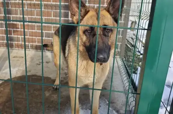 Найдена собака, Краснодар, фото: Найдена собака, Букетная улица, 41, Краснодар - немецкая овчарка с бежевым ошейником