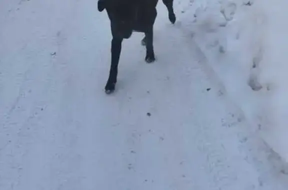 Найдена собака, Ульяновск, фото: Найден собака, Ульяновск, Заволжье - крупный, не агрессивный кобель