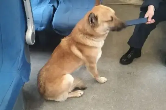 Найдена собака, Куйвозовское, фото: Найдена собака, Куйвозовское сельское поселение, Ленинградская область - похожа на сиба-ину и овчарку