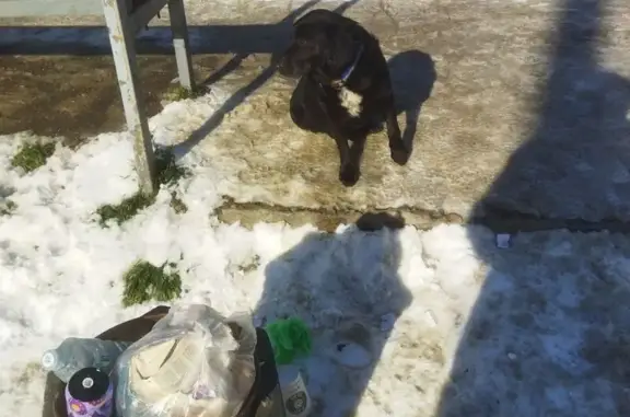 Найдена собака, Краснодар, фото: Найдена собака, Клиническая улица, Краснодар