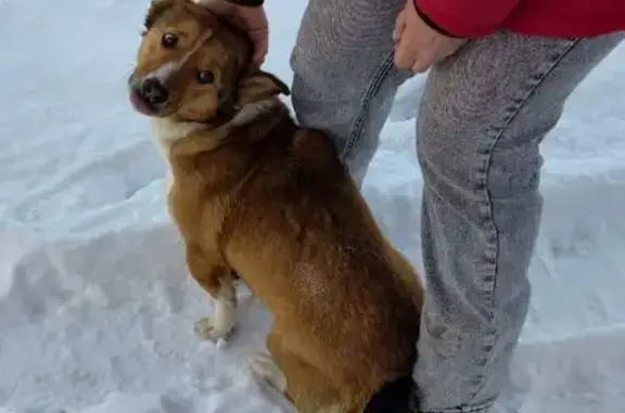 Найдена собака, Круглое, фото: Найдена собака, Пролетарская улица, 29А, Круглое - очень ласковая