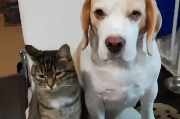 Пропал собака, Мраморная улица, 37, Нижний Тагил - окрас биколор, электронный ошейник - photo