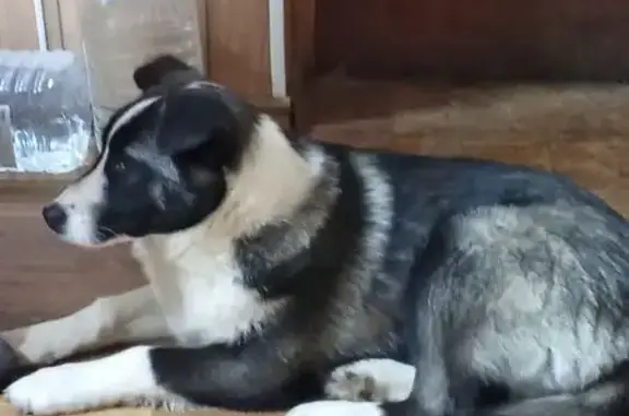 Найдена собака, Гагарин, фото: Найден собака, Промышленный проезд, 1, Гагарин - чёрный с белым окрасом