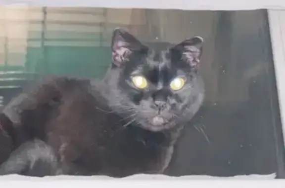 Найдена кошка, Иркутск, фото: Найден кот, улица Грибоедова, Иркутск - контактный и ласковый