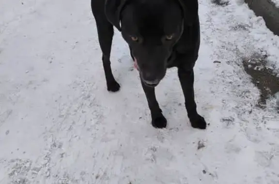 Найдена собака, Краснодар, фото: Найден собака мужской, улица Калинина, 13, Краснодар - очень контактный