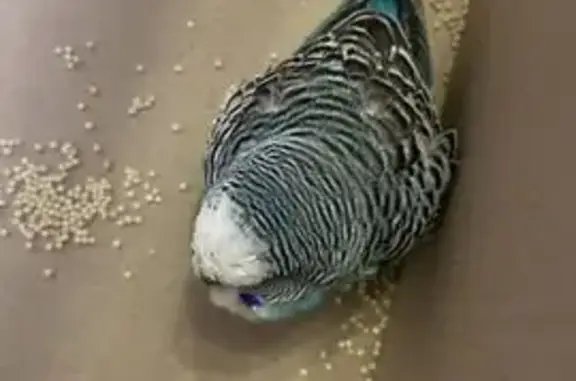 Найденные животные Краснодар, фото: Найдена птица, Садовая улица, 6, Краснодар - голубой окрас