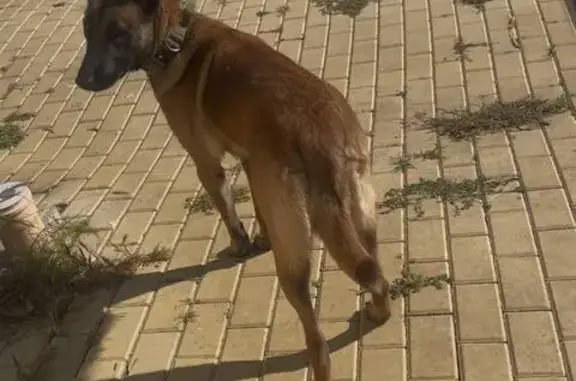 Пропала собака, 61Н-582, Казинка - бельгийская овчарка малинуа - photo