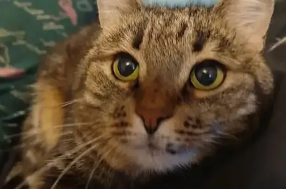 Пропала кошка, улица Маршала Мерецкова, 22Б, Петрозаводск - черепаховая с шрамом на верхней губе - photo