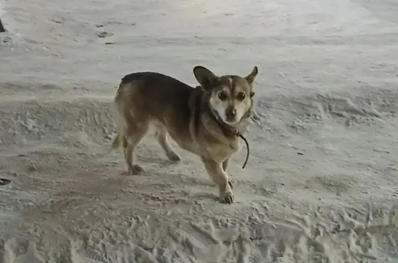 Найденные животные Белокуриха, фото: Найдена собака, Белокуриха, Алтайский край - искала хозяина у Марии Ра