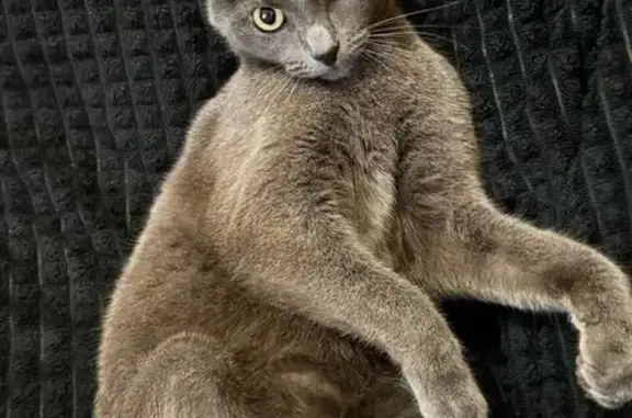 Пропал кот, Врубовой переулок, 4, Калуга - серый, взрослый, без ошейника - photo