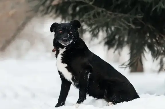 Пропала собака, женский пол, улица Мичурина, 25А, микрорайон Сходня, Химки - photo