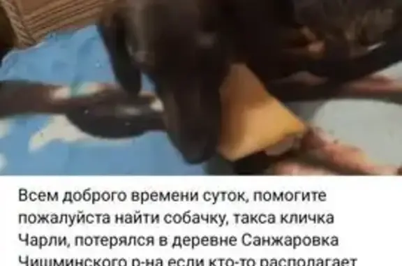 Пропал собака, мужской, Школьная улица, Алкинский сельсовет - шоколадного окраса - photo