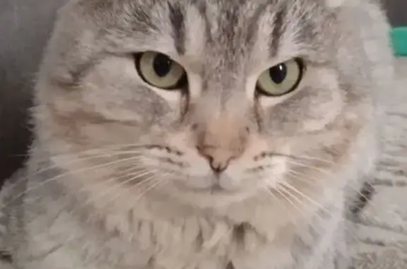 Пропал кот, Усадебная улица, 546, Тюмень - серый окрас, 1,5 года - photo