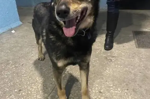 Найденные животные Уфа, фото: Найдена собака, Российская улица, 153/2, Уфа - большая, тёмного цвета