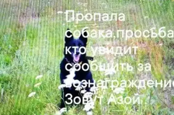 Пропала собака, «Карачиха — Ширинье» — Ременицы, Ивняковское сельское поселение - photo