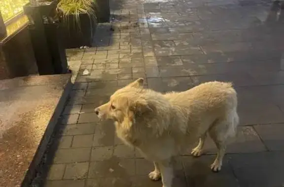 Найденные животные Ростов-на-Дону, фото: Найдена собака, Площадь Советов, Ростов-на-Дону - белая-кремовая пушистая