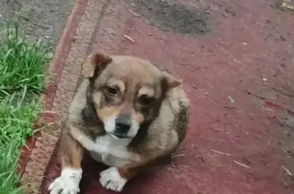 Пропал собака, Товарная улица, Калининград - photo