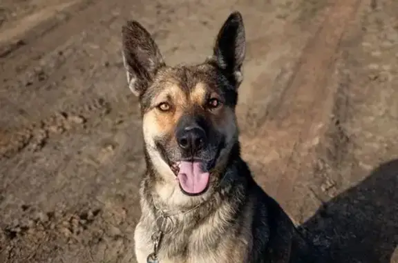 Пропал собака, Астрахань - большой пёс в красном ошейнике - photo