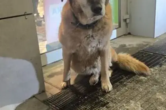 Найдена собака, Тула, фото: Найдена собака, мужской, улица Токарева, 78, Тула - чистая и контактная