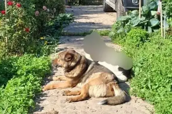 Пропал собака, мужской, улица Королёва, 4 к1, Жуковский - черная спина и рыжие лапки - photo
