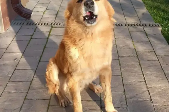 Пропал собака, Дачная улица, городской округ Таганрог - рыжий пёс с пушистым хвостом - photo